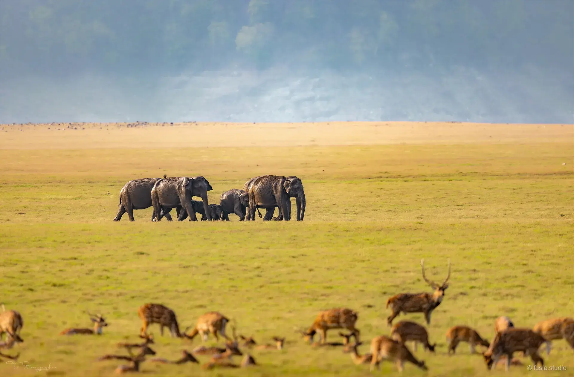 Elephant herd crossing the Dhikala grasslands