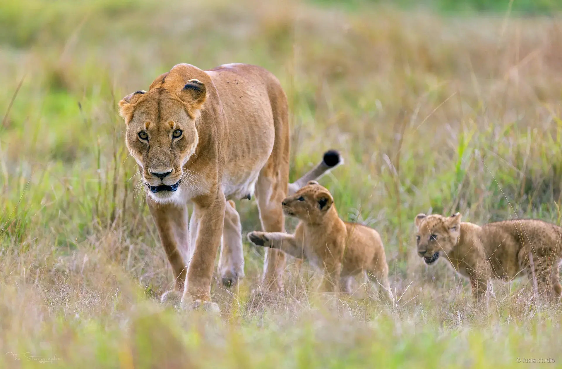 Lioness and cubs in the Masai Mara grassland