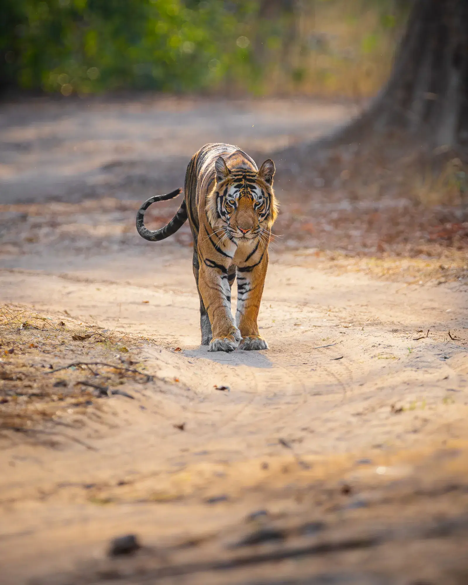 Bandhavgarh forest