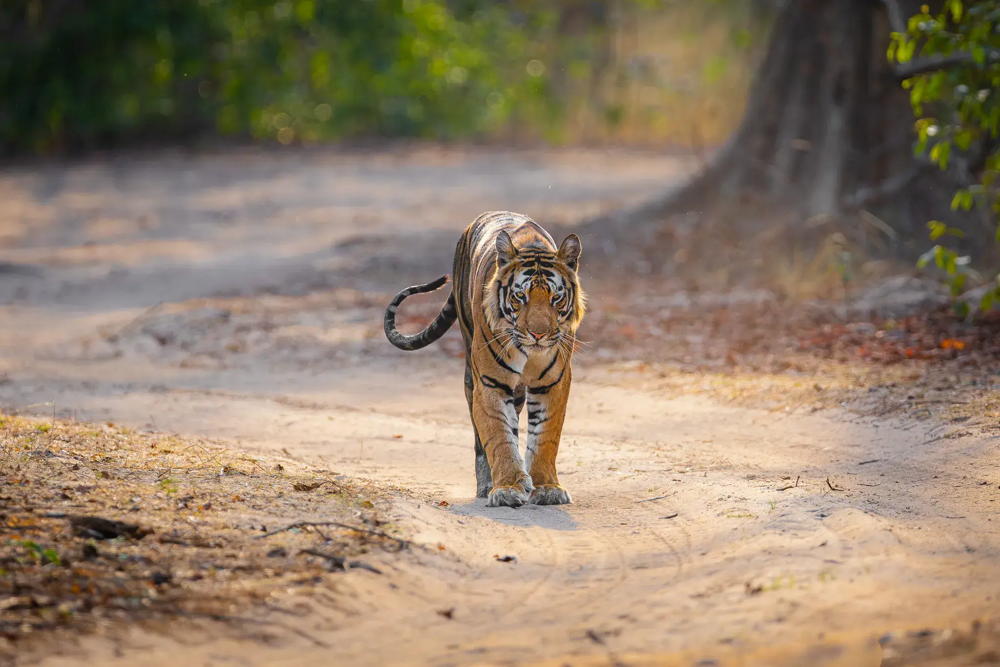 Tiger on a forest trail, Bandhavgarh