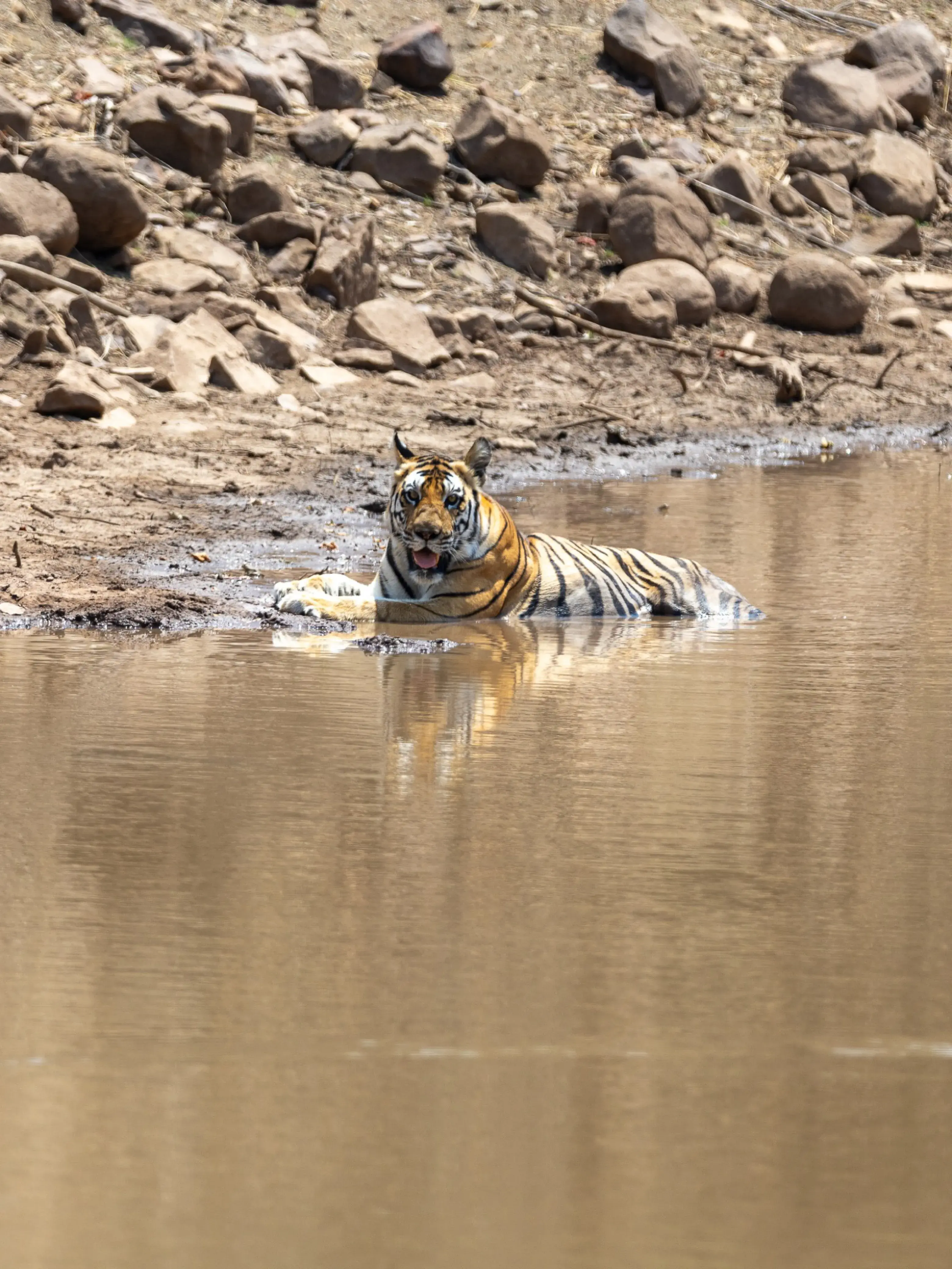 Tiger in Panna
